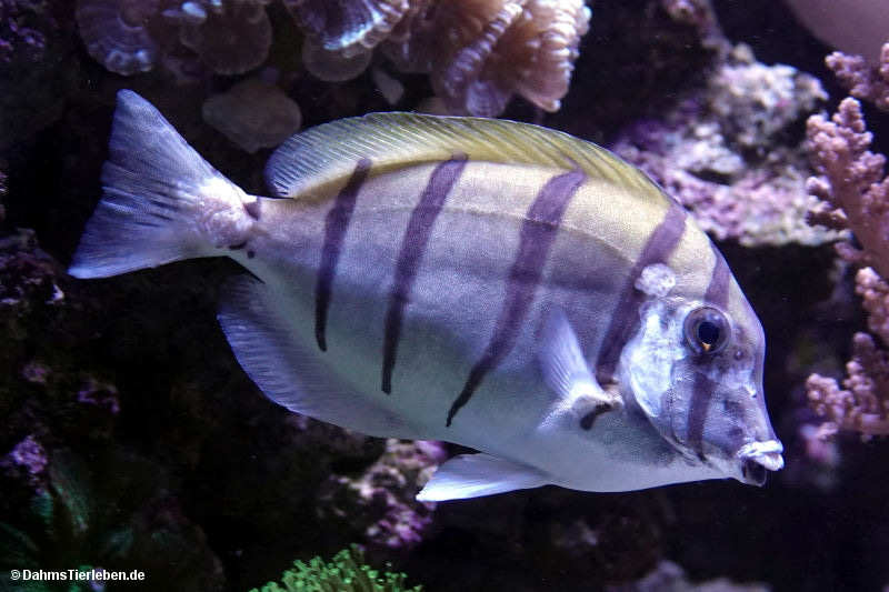 Gitter-Doktorfisch
(Acanthurus triostegus) Acanthurus triostegus