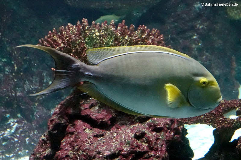 Gelbflossen-Doktorfisch
(Acanthurus xanthopterus) Acanthurus xanthopterus