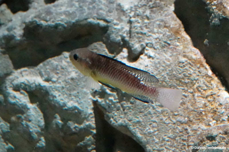 Alcolapia alcalica