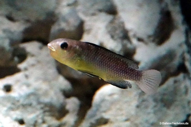 Alcolapia alcalica