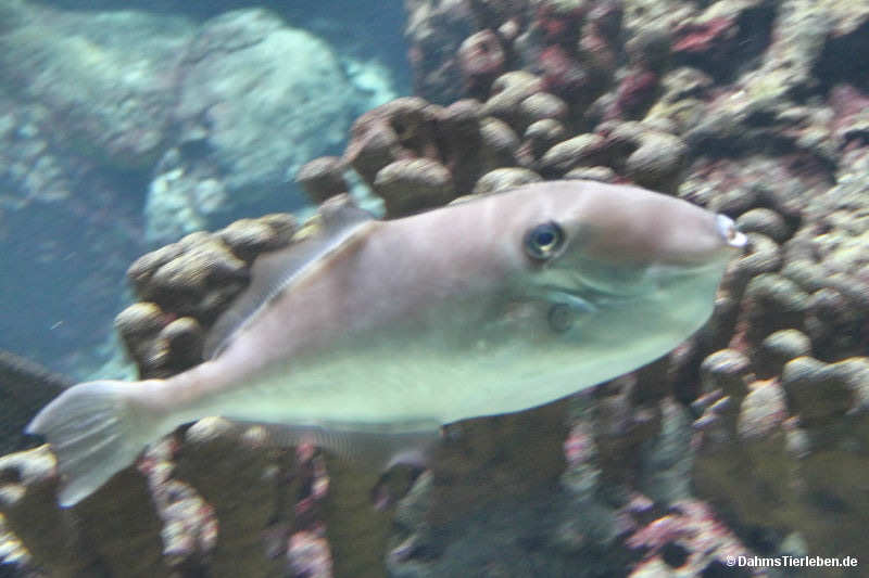 Einhorn-Feilenfisch
(Aluterus monoceros) Aluterus monoceros