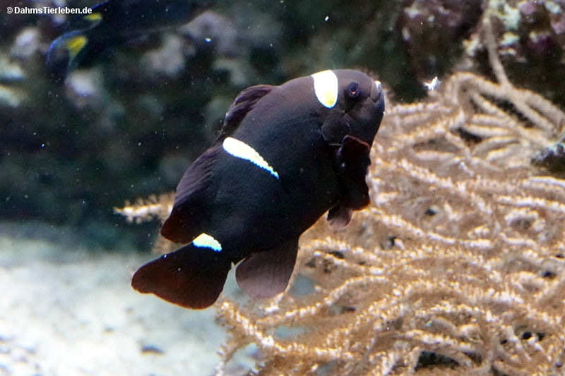 Samtanemonenfisch
(Amphiprion biaculeatus) Amphiprion biaculeatus