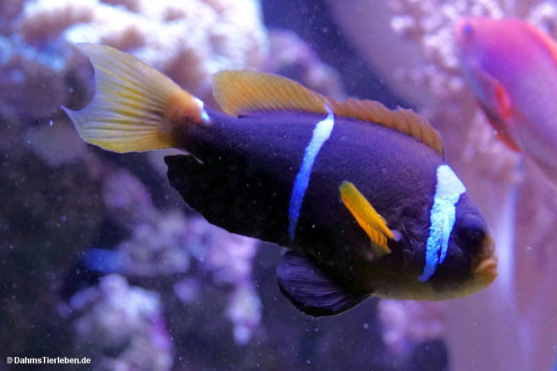Rotmeer-Anemonenfisch
(Amphiprion bicinctus) Amphiprion bicinctus