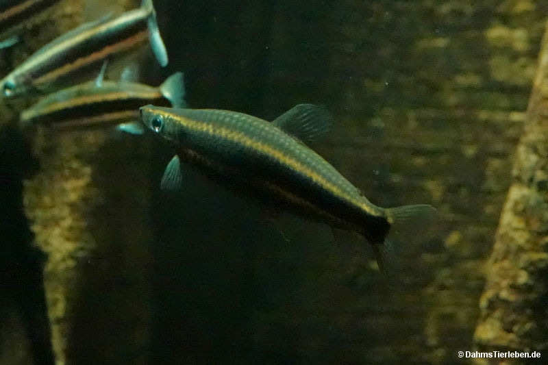 Goldstreifen-Kopfsteher Anostomus ternetzi-1