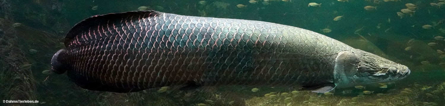 Arapaima
(Arapaima gigas) Arapaima