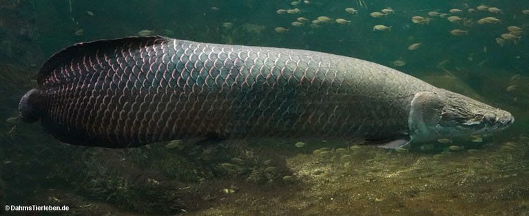 Arapaima gigas