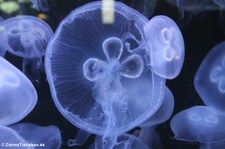 Pazifische Ohrenqualle (Aurelia labiata)
im Aquarium Berlin Aurelia labiata-2