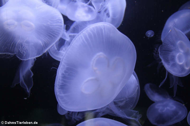 Pazifische Ohrenqualle
(Aurelia labiata) Aurelia labiata