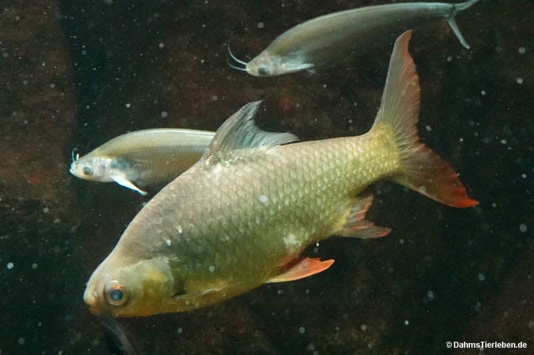 Barbonymus schwanefeldii