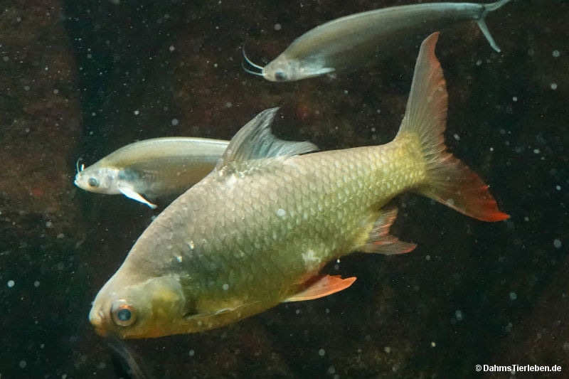 Barbonymus schwanefeldii