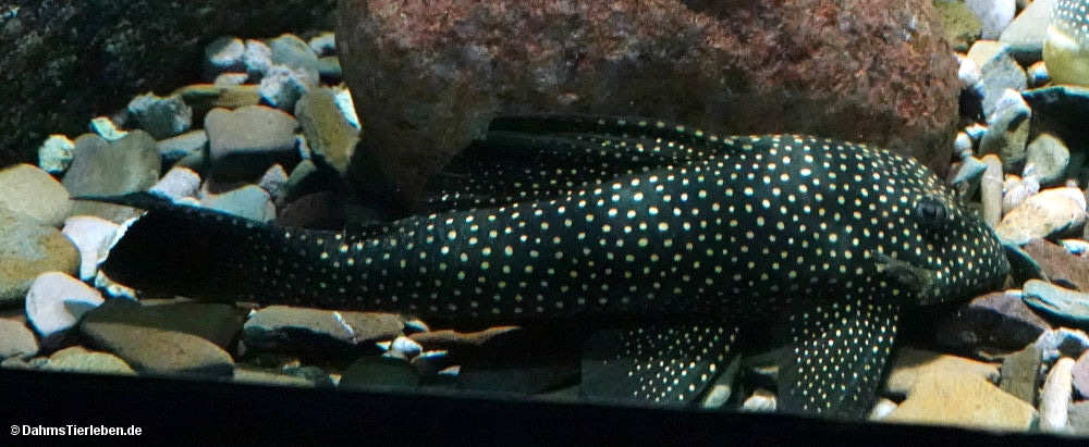 Orangesaum-Prachtharnischwels
(Baryancistrus xanthellus) Baryancistrus xanthellus
