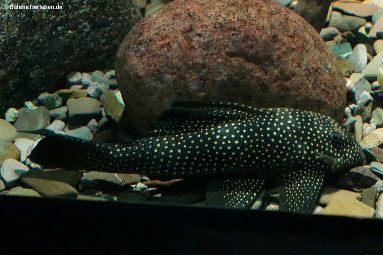 Baryancistrus xanthellus