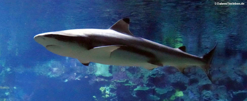 Schwarzspitzen-Riffhai
(Carcharhinus melanopterus) Carcharhinus melanopterus