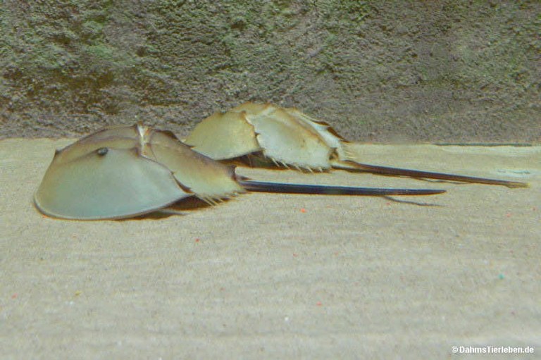 Carcinoscorpius rotundicauda