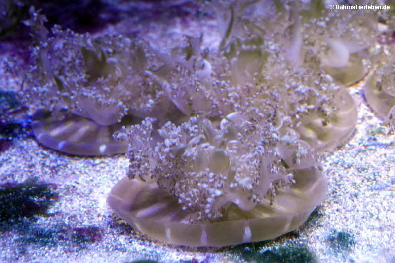 Cassiopea andromeda