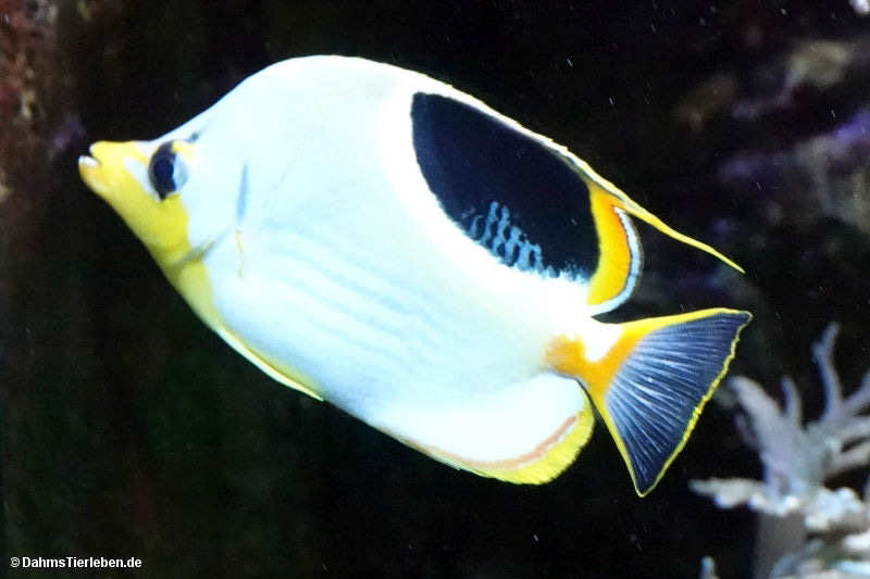 Sattelfleck-Falterfisch
(Chaetodon ephippium) Chaetodon ephippium