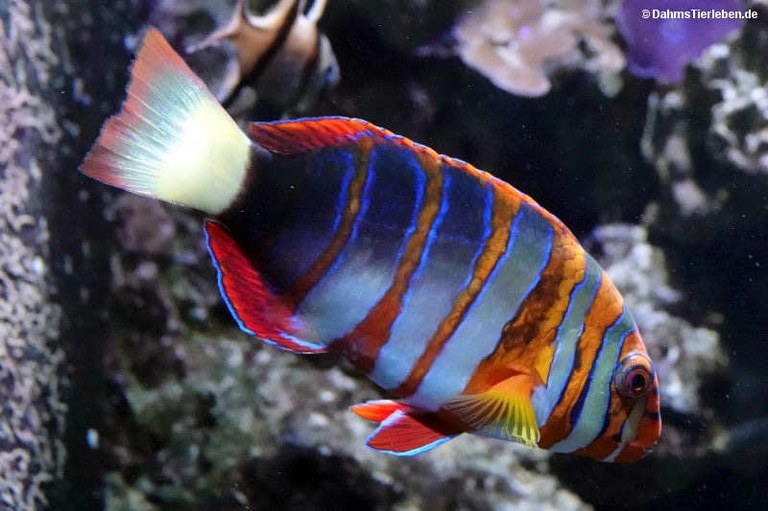 Choerodon fasciatus