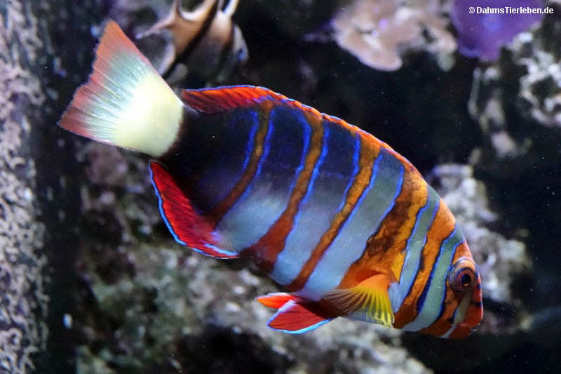 Harlekin-Lippfisch
(Choerodon fasciatus) Choerodon fasciatus