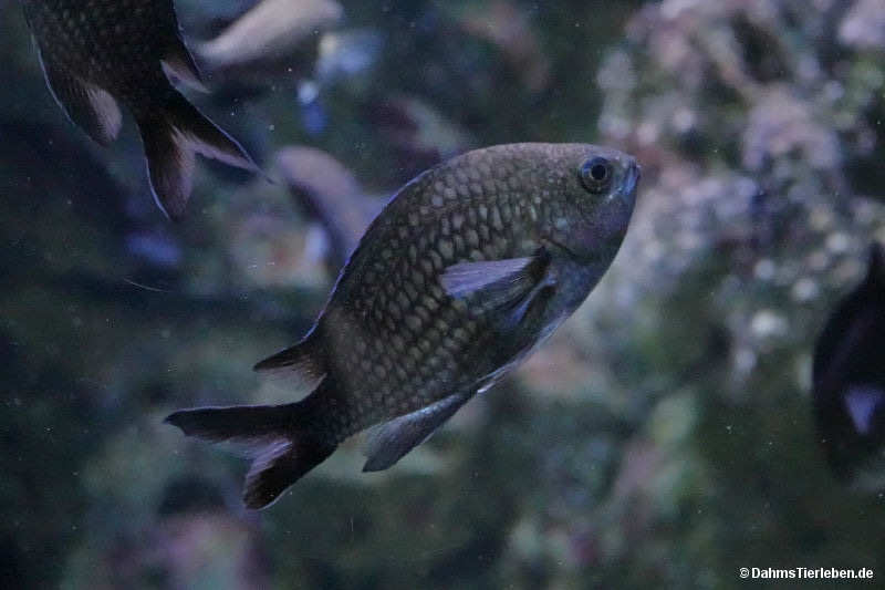 Mönchsfisch Chromis chromis-1