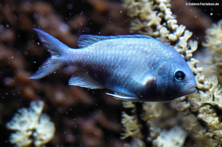 Chromis viridis
