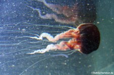 Schwarze Kompassqualle (Chrysaora achlyos)
im Aquarium Berlin Chrysaora achlyos-1