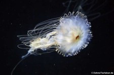 Japanische Kompassqualle (Chrysaora pacifica)
im Aquarium Berlin Chrysaora pacifica-2