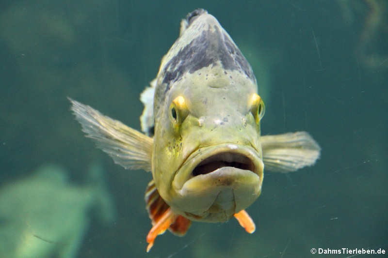 Cichla ocellaris-1