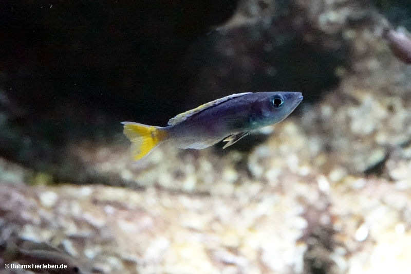 Blauer Heringscichlide Cyprichromis leptosoma-2