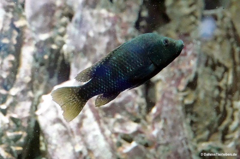Danakilia sp. Shukoray
