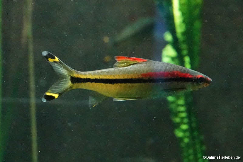Rotstreifenbarbe
(Dawkinsia denisonii) Dawkinsia denisonii