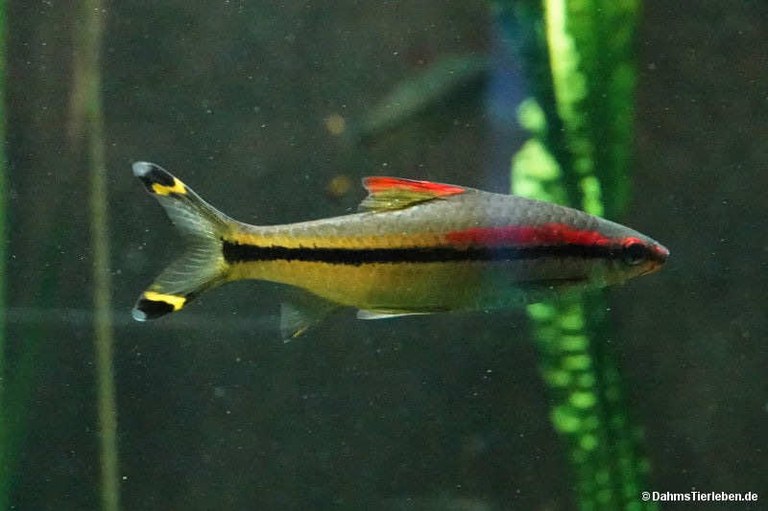 Dawkinsia denisonii