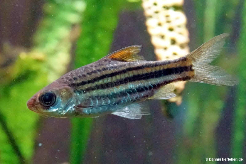 Linienbarbe
(Desmopuntius johorensis) Desmopuntius johorensis