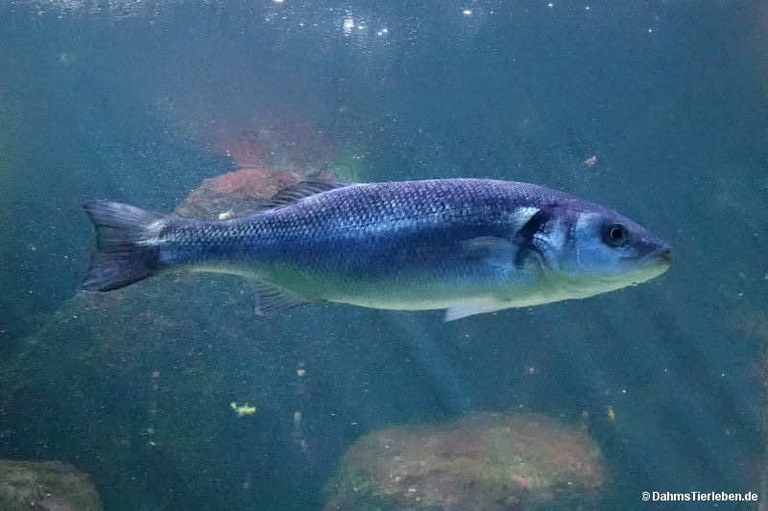 Dicentrarchus labrax
