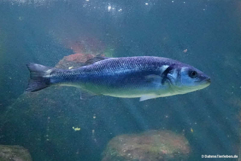 Europäischer Wolfsbarsch
(Dicentrarchus labrax) Dicentrarchus labrax