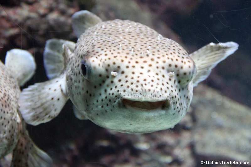 Gepunktete Igelfische Diodon hystrix-2