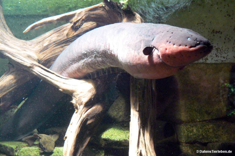 Zitteraal
(Electrophorus electricus) Electrophorus electricus