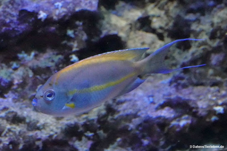Genicanthus bellus