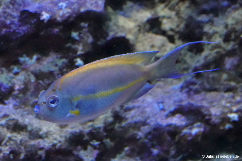 Pracht-Lyrakaiserfisch
(Genicanthus bellus) Genicanthus bellus