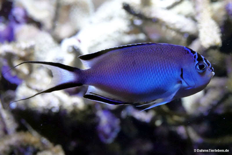 Rotmeer-Lyrakaiserfisch
(Genicanthus caudovittatus) Genicanthus caudovittatus