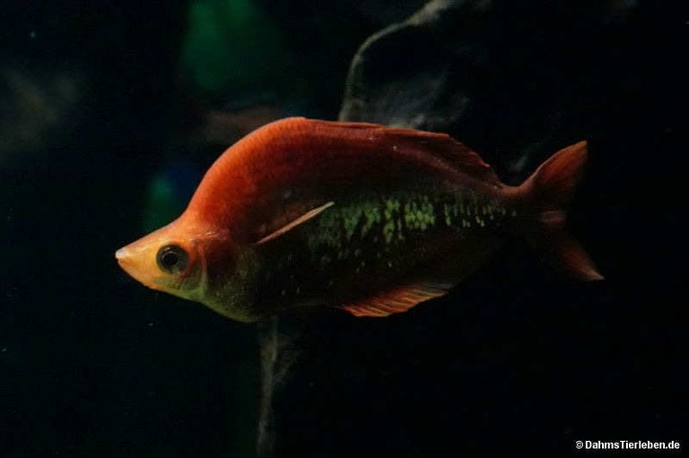 Glossolepis incisa