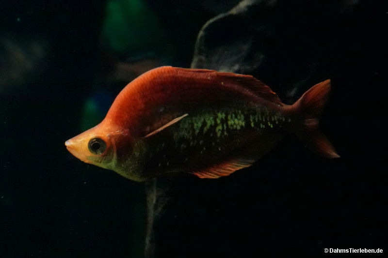 Lachsroter Regenbogenfisch
(Glossolepis incisa) Glossolepis incisa