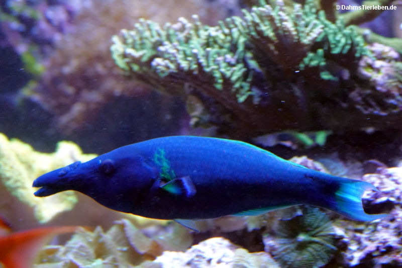 Blauer Vogel-Lippfisch
(Gomphosus caeruleus) Gomphosus caeruleus