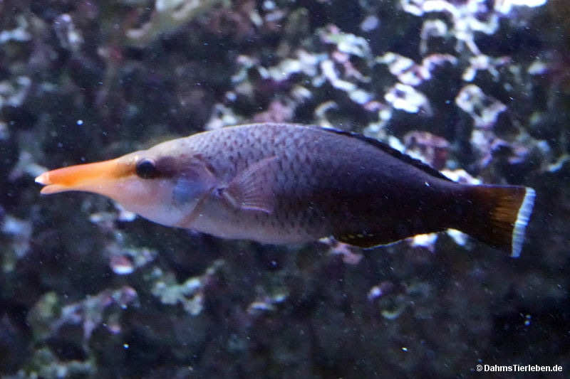 Grüner Vogel-Lippfisch
(Gomphosus varius) Gomphosus varius