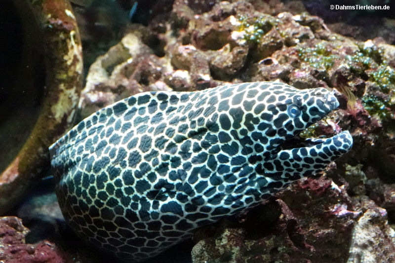 Gymnothorax favagineus