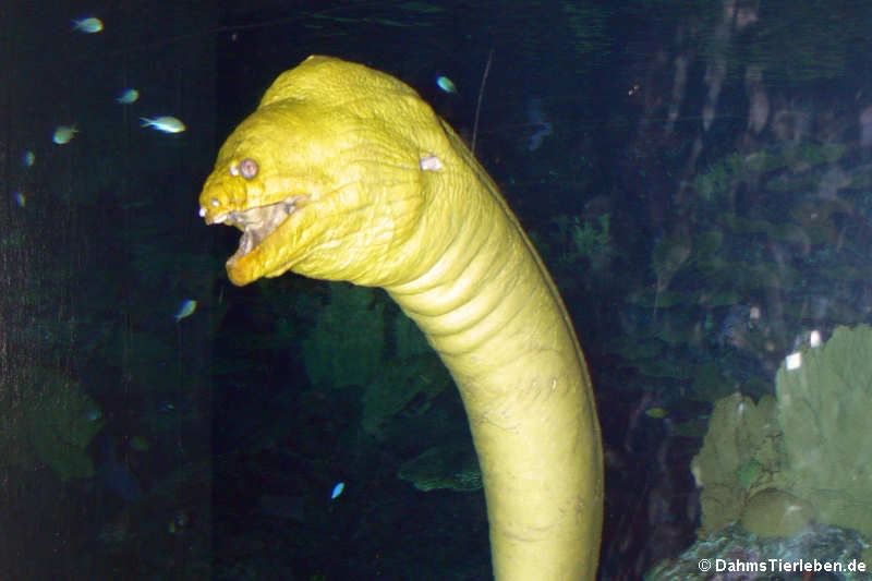Grüne Muräne Gymnothorax funebris-2