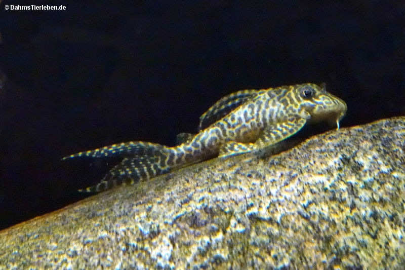Königstiger-Harnischwels
(Hypancistrus seideli) Hypancistrus seideli