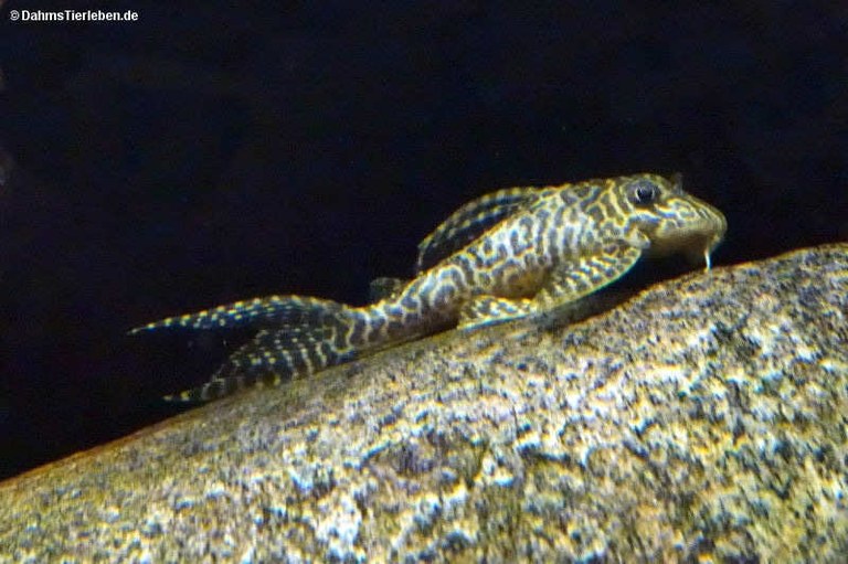 Hypancistrus seideli