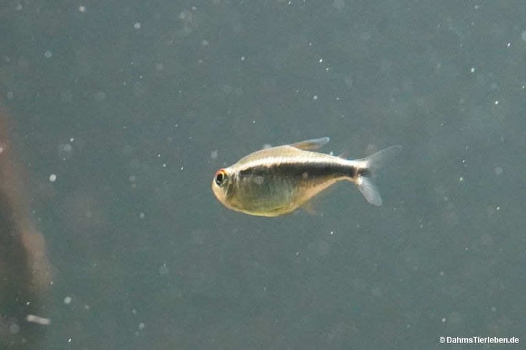 Hyphessobrycon herbertaxelrodi
