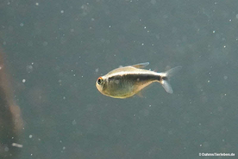 Hyphessobrycon herbertaxelrodi
