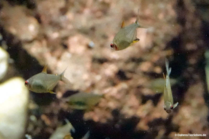 Zitronensalmler
(Hyphessobrycon pulchripinnis) Hyphessobrycon pulchripinnis